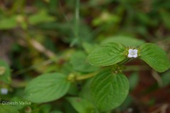 Neanotis monosperma var. tirunelvelica